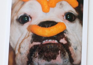 Hallmark-Funny-Pet-Cards