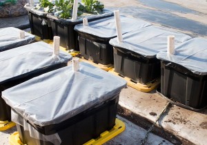 Getting-Containers-Ready-for-Spring_11