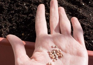 How-to-Plant-Radishes-and-Carrots_1