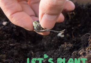 Let’s-Plant-Some-Sugar-Snap-Peas!