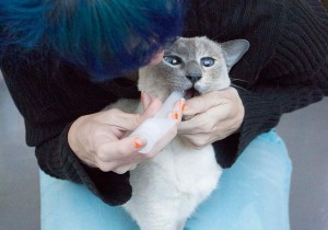 Ways-to-Pill-A-Cat_12