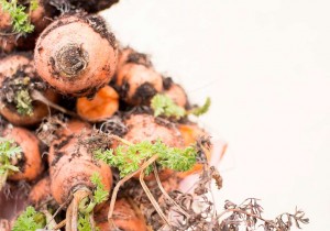 Winter-Harvest_8